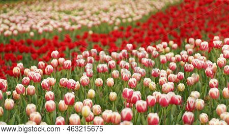 Beautiful Tulip Macro With A Red Bulbfield In The Background In Spring