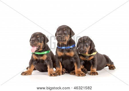 Gruppo di cuccioli di Dobermann