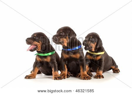 Gruppo di cuccioli di Dobermann