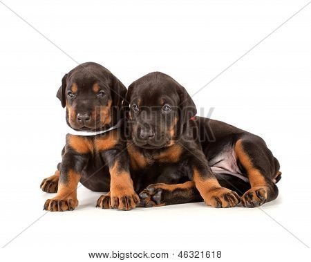 Gruppo di cuccioli di Dobermann