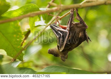 Indonesian Short-nosed Fruit Bat Cynopterus Titthaecheilus In The Wild