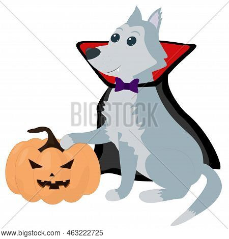 Halloween 2023 Vampire Costume Dog Wolf Pumpkin No Background