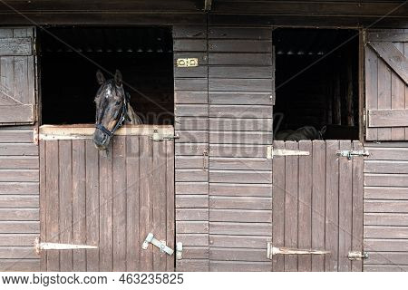 Denderwindeke, Ninove, East Flemish Region - Belgium - 07 14 2021 Stable With Brown Horses