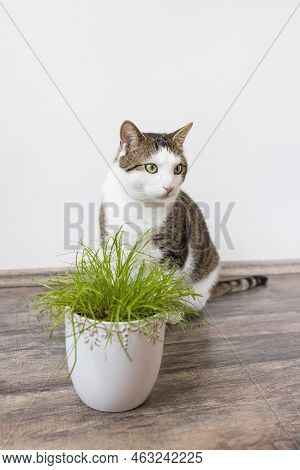 Domestic Cat Eat Juicy Green Grass Cyperus Alternifolius Zumula For Cats In Flower Pot, Indoor Cat H