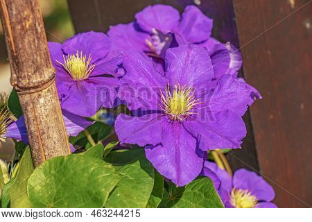 Beautiful Purple Clematis In The Botanical Garden Of Nitra In Slovakia. Latin Name Clematis Dill.