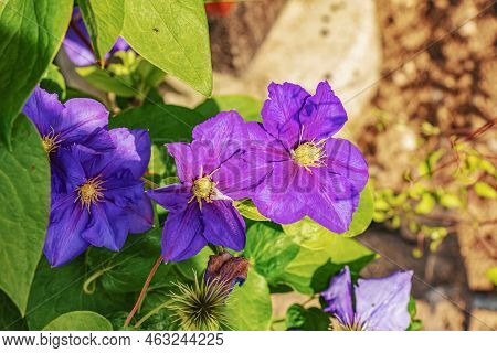 Beautiful Purple Clematis In The Botanical Garden Of Nitra In Slovakia. Latin Name Clematis Dill.