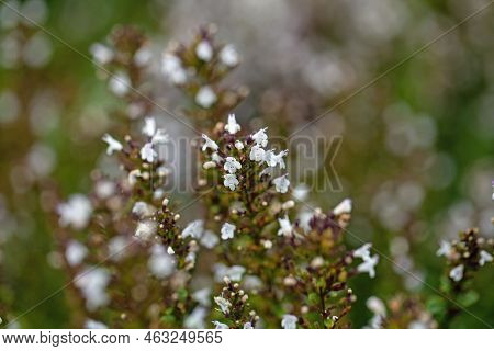 Flowers Of The Savory Species Satureja Thymifolia