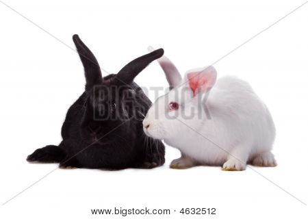 Lapin noir et blanc lapin