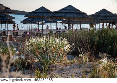Blossom Of Wild White Flowers Sea Daffodils On Sandy Beach On Cyprus