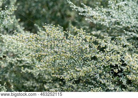 Botanical Collection, Leaves And Berries Of Silver Mound Artemisia Absinthum Medicinal Plant