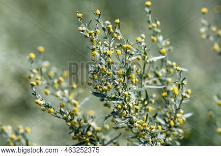 Botanical Collection, Leaves And Berries Of Silver Mound Artemisia Absinthum Medicinal Plant
