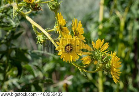 Yellow Flowers Heads Of Silphium Laciniatum Or Compass Plant Growing In Garden