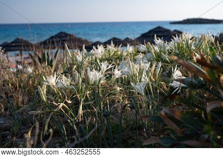 Blossom Of Wild White Flowers Sea Daffodils On Sandy Beach On Cyprus