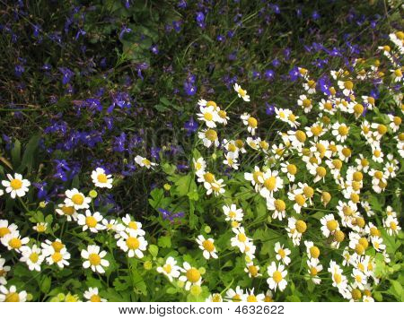 Fiore diagonale