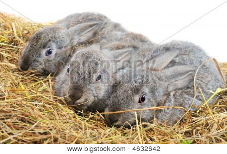 Üç güzel Bunny