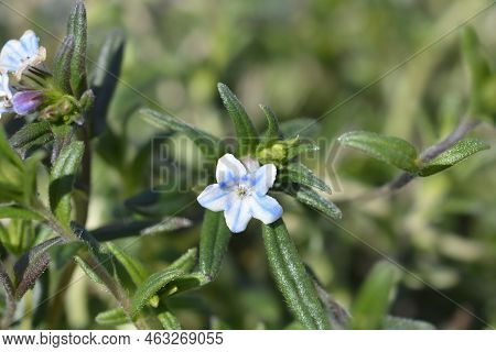 Gromwell Crystal Blue Flowers In The Spring