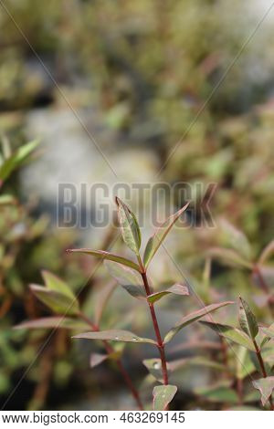 St. Johns Wort Tricolor Leaves In The Garden