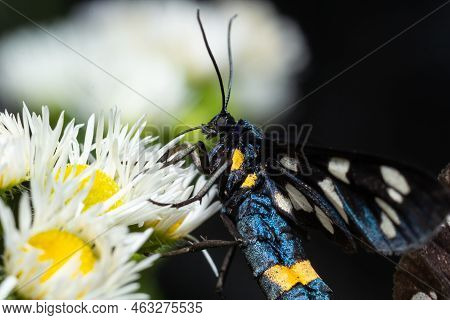 Nine-spotted Moth Or Yellow Belted Burnet, Amata Phegea, Formerly Syntomis Phegea, Macro In Weed, Se