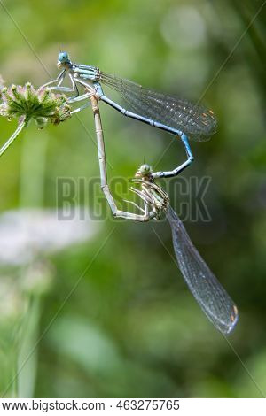 White Legged Damselfly Or Blue Featherleg Male, Sitting On A Dry Stalk Of Grass, Closeup. Genus Spec