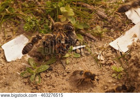Detailed Closeup On A Mating Ball Of Males Early Plasterer Bee, Colletes Cunicularius, Trying To Cop