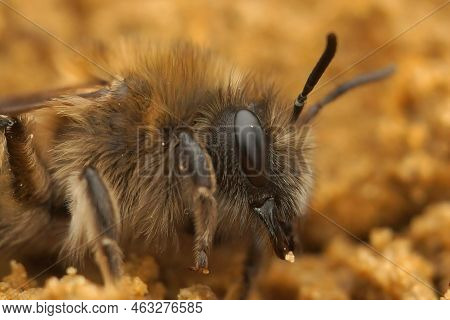 Detailed Closeup On A Female Early Cellophane Bee, Colletes Cuniculariussitting On The Ground
