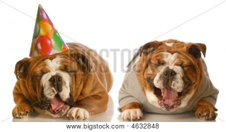 Griner fødselsdag Bulldogs
