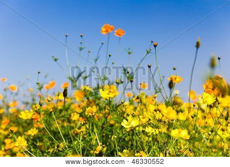 黄花コスモスの花