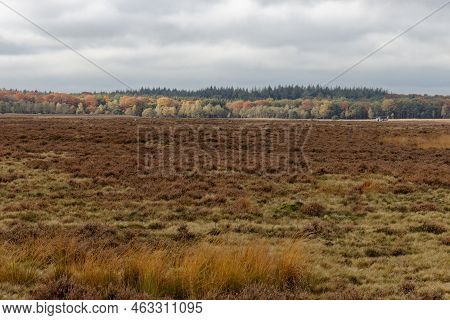 The Ginkels Heather Near Ede In The Netherlands. High Quality Photo From Heather In The Netherlands.