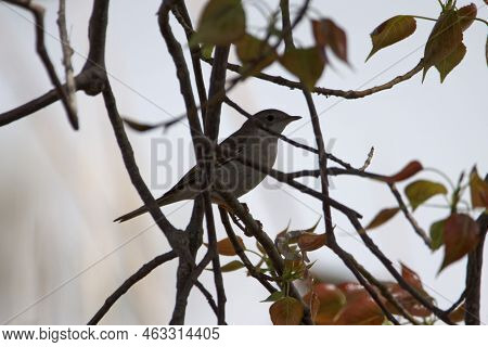 Subalpine Warbler, Curruca Cantillans