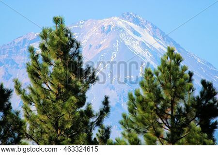 Pine Trees With Mt Shasta Beyond Taken At A Temperate Pine Forest In The Shasta Wilderness, Ca