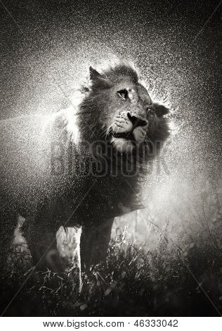 Erkek Aslan, su yağmur fırtınası - Kruger Milli Parkı - Güney Afrika kapalı sallayarak