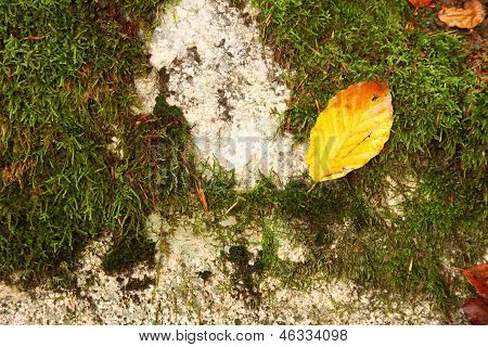 Leaf On Stone