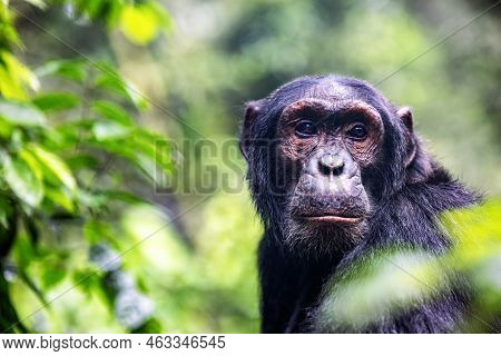 Adult Chimpanzee, Pan Troglodytes, In The Tropical Rainforest Of Kibale National Park, Western Ugand