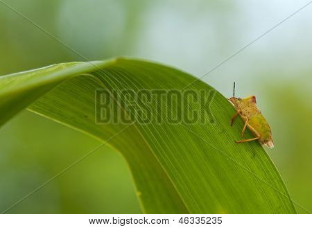Carpocoris fuscispinus