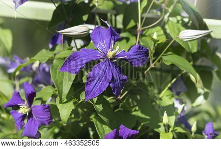 Flowering Of Blue Climatis In The Bright Sun In The Garden