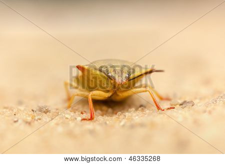 Carpocoris fuscispinus