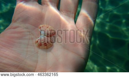 Seashell Of Bivalve Mollusc Smooth Clam Or Smooth Callista, Brown Venus (callista Chione) On The Han