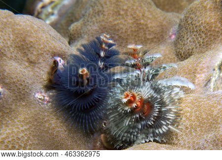 Christmas Tree Worms, Spirobranchus Giganteus Boracay Island Philippines