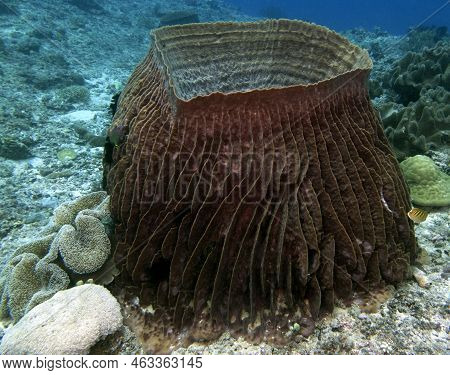 A Giant Barrel Sponge In A Shallow Reef Boracay Island Philippines