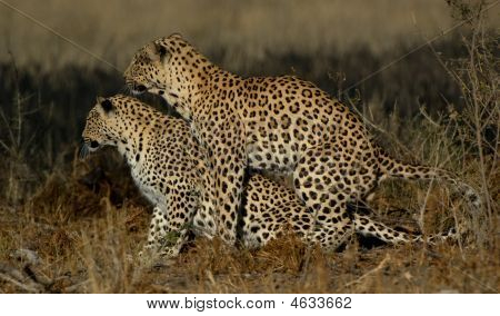 Leopard