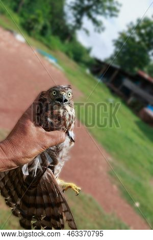 A Dangerous Hawk Caught In The Hand.
