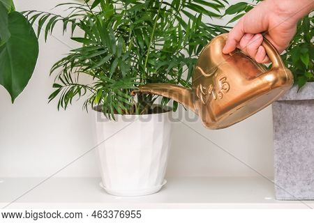 A Man Pours Water From A Plastic Watering Can Chamaedorea Elegans, Neanthe Bella, Parlour Palm. Wate
