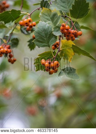 Autumn Hawthorn Branch With Red Berries And Yellow Green Leaves On A Blury Background. Autumn Leaf C