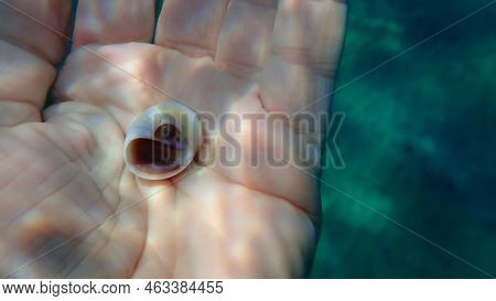 Seashell Of Sea Snail Josephine\'s Moonsnail (neverita Josephinia) On The Hand Of A Diver, Aegean Se