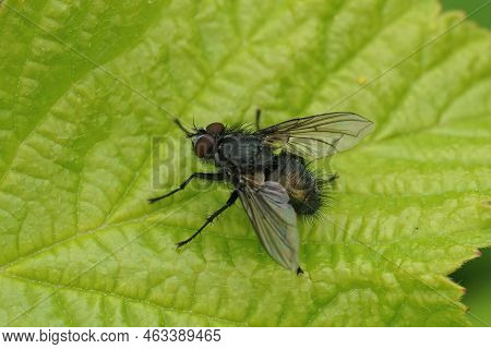 Closeup On European Blowfliy, Bellardia Vulgaris, Sitting On A Green Leaf In The Garden