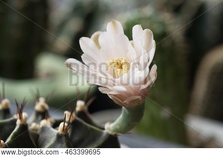 Blossom Gymnocalycium Flower Succulent On Spring Natural Background. Beautiful Small Cactus Flower B
