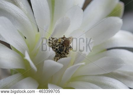 Blossom Closeup Gymnocalycium Flower Succulent On Spring Natural Background. Detail White Cactus Flo