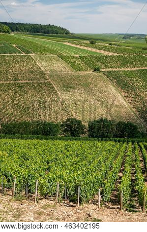 Aerial View On Chablis Grand Cru Appellation Vineyards With Grapes Growing On Limestone And Marl Soi