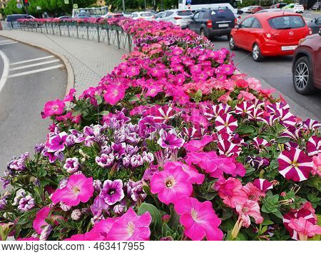 St. Petersburg, Russia - 07.11.2022: Different Types Of Petunias Flowers In A Long Pot. Magenta Rasp