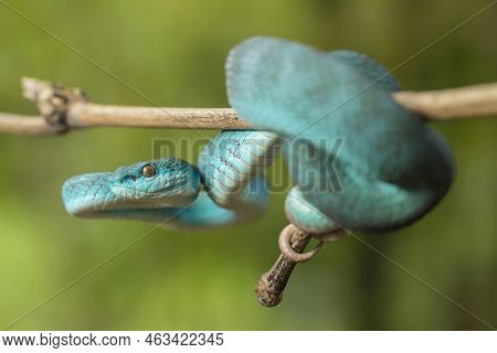 Blue Insularis Snake (trimeresurus Insularis) White-lipped Island Pit Viper Hanging On A Branch